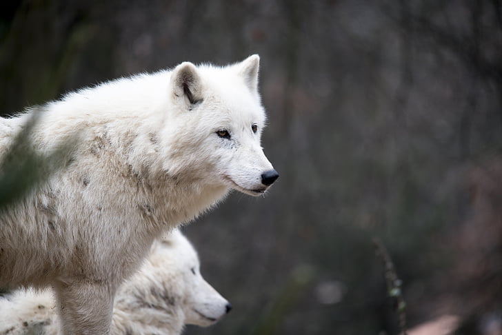 closeup photo of white wolf
