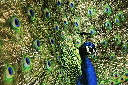 shallow focus photography of peacock