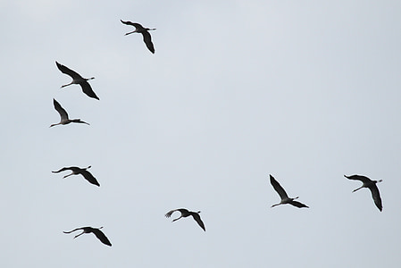 low angle photography of flock of flying geese