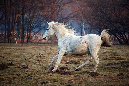 photo of white horse running