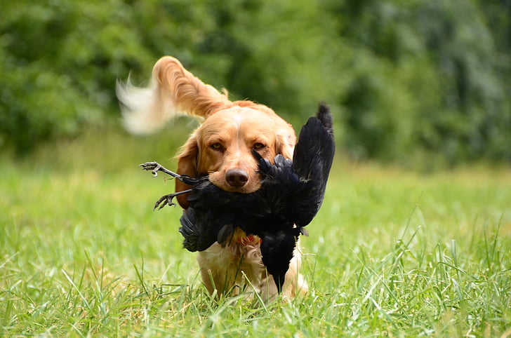 golden retriever carrying black bird while walking on grass field during daytime