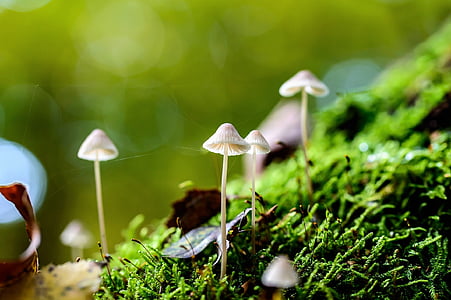 four white mushrooms on green mosh