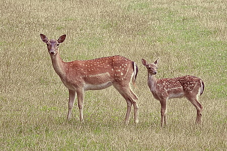 deer and deer baby standing on green grass