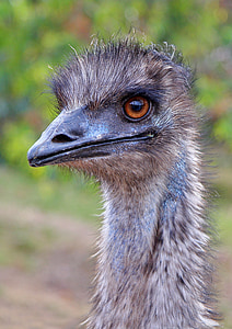 closeup photography of gray Ostrich bird at daytime