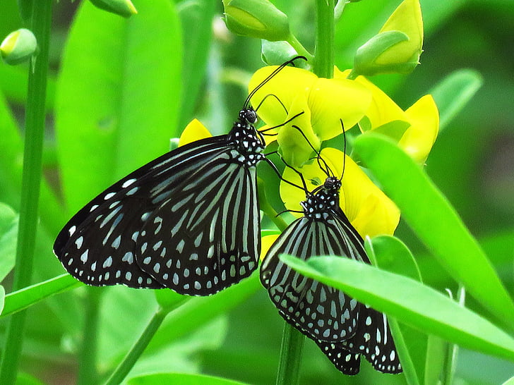 closeup photography of two black-and-white striped butterflies on pink petaled flower