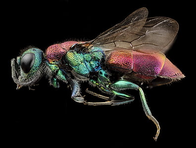 macro photography of green and brown metallic beetle