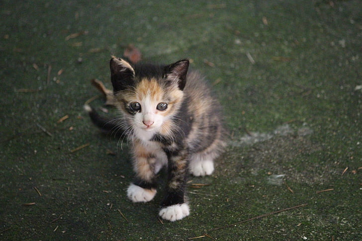 calico kitten on green grasses