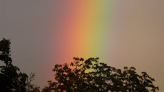 silhouette photo of tree with rainbow behind