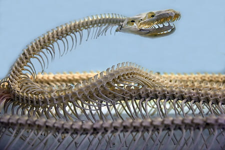 photography of snake's skeleton