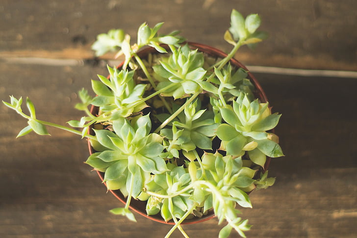 flat-lay photograph of green succulent plant