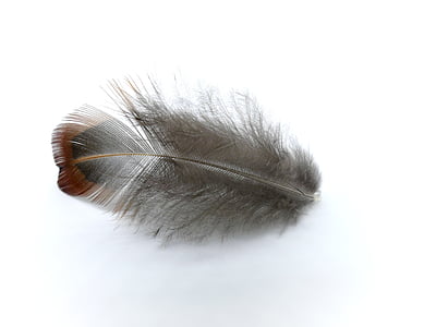 photograph of gray and brown feather