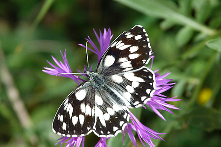 black and white butterfly perched on purple flower in close-up photography