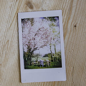 pink flowering tree photo
