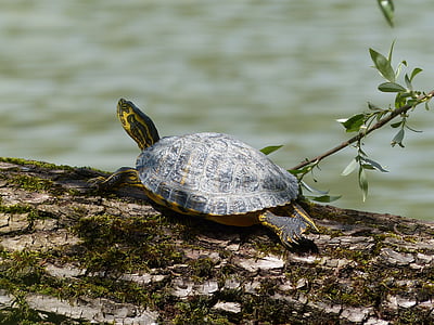 167 Royalty-free Turtle Photos, Sorted By Aesthetic Score 