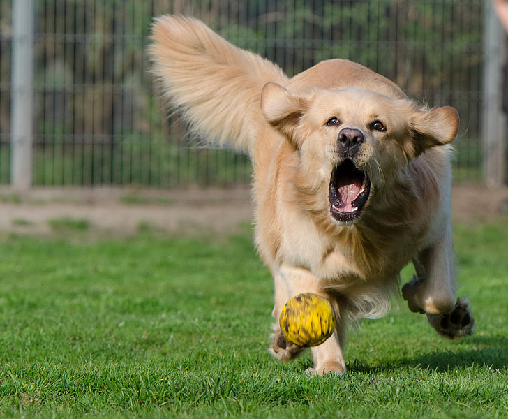 adult golden retriever running on green grass with yellow ball