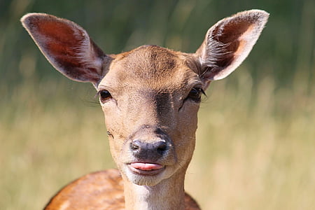 macro photography of brown deer