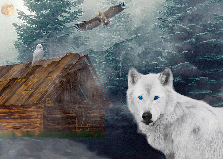 white wolf and wood shack