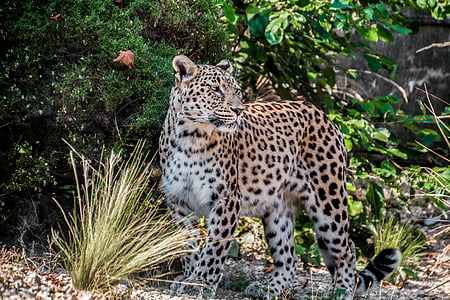 leopard standing near grass plant