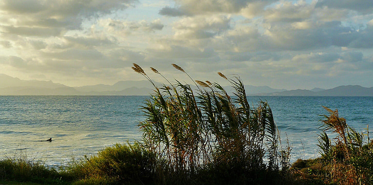 green grasses beside sea landscape photography