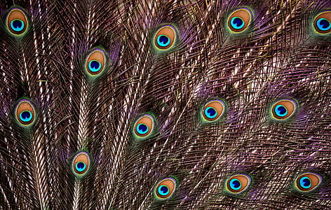 peacock feathers digital wallpaper