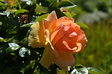 selective focus photography yellow and pink rose