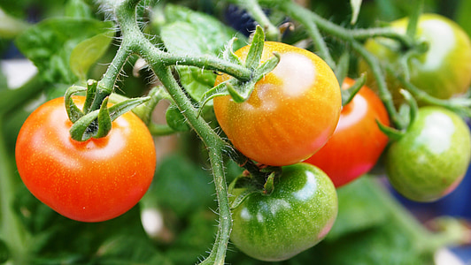 closeup of tomato plant