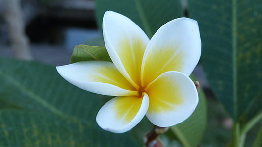 closeup photography of white and yellow Plumeria frangipani flower