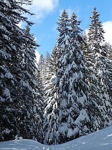 pine tree covered snow at daytime