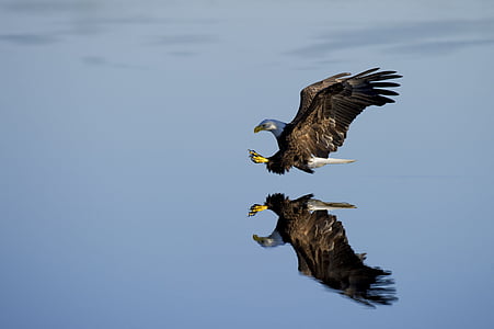 flying eagle near body of water