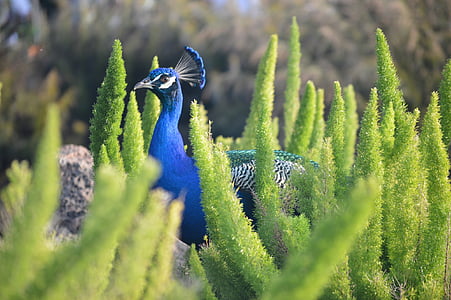 selective focus photography of peafowl