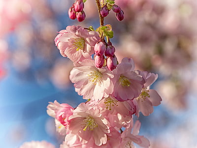 closeup photo of pink cherry blossoms