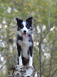 tilt shift focus photography of border collie on outdoors
