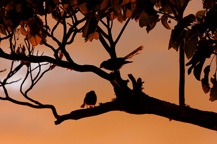 two birds perched on tree branch
