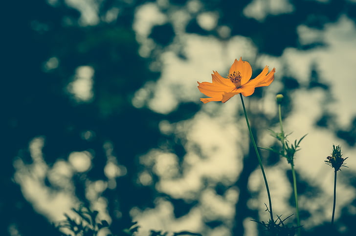 orange coreopsis flower in selective focus photography