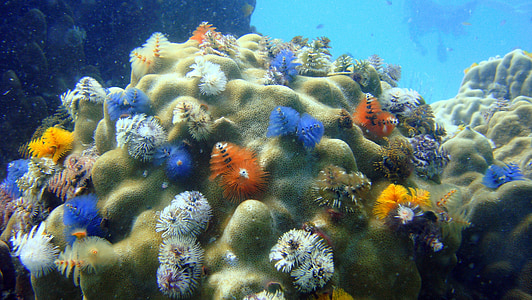 multicolor coral reefs
