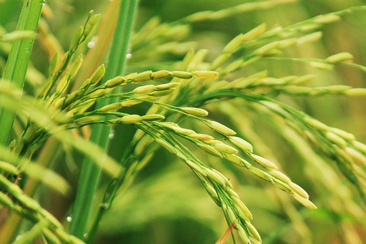 selective focus photograph of rice plant