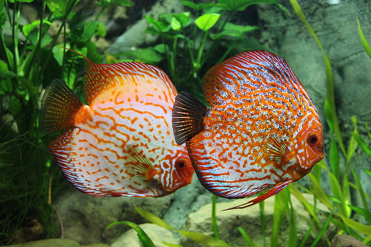 two orange-and-beige discus fish