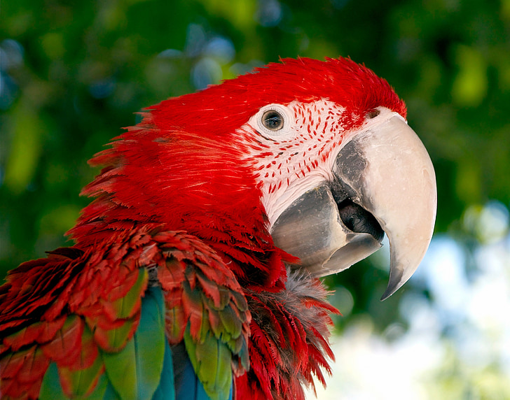 close-up photography of blue and red macaw