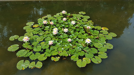 lilies on the water