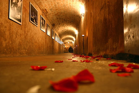 selective-focus photography of floor with red petals