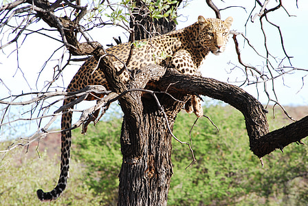 leopard on the tree