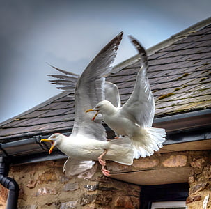 two white birds flying beside brown house during daytime