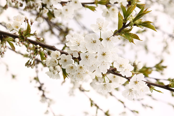 macro photography of white cherry blossom flower