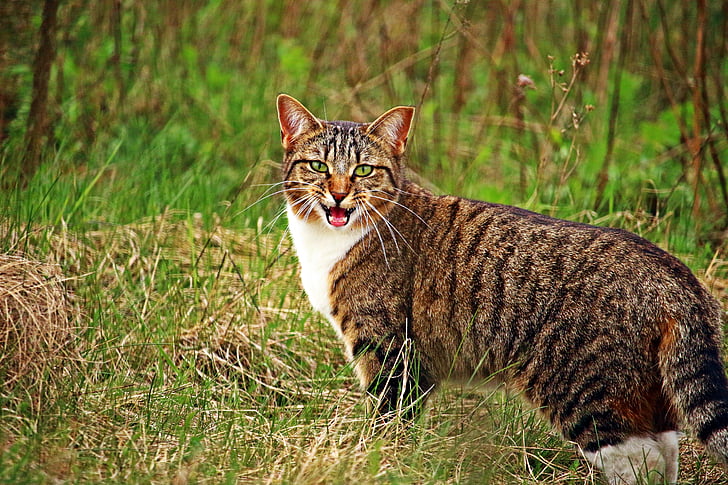 closeup photo of wild cat on green grass