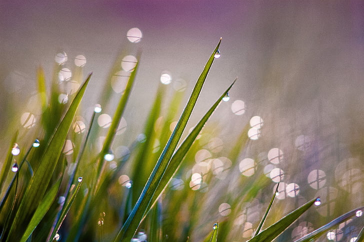 green grass photography