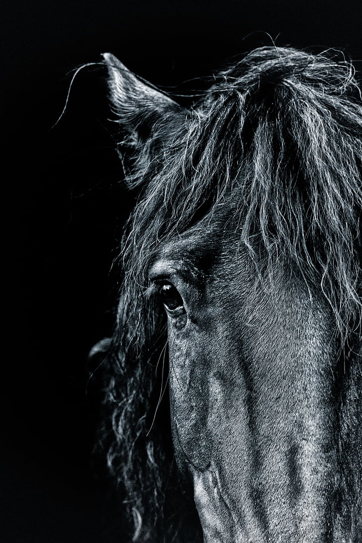 close up photo of black horse head