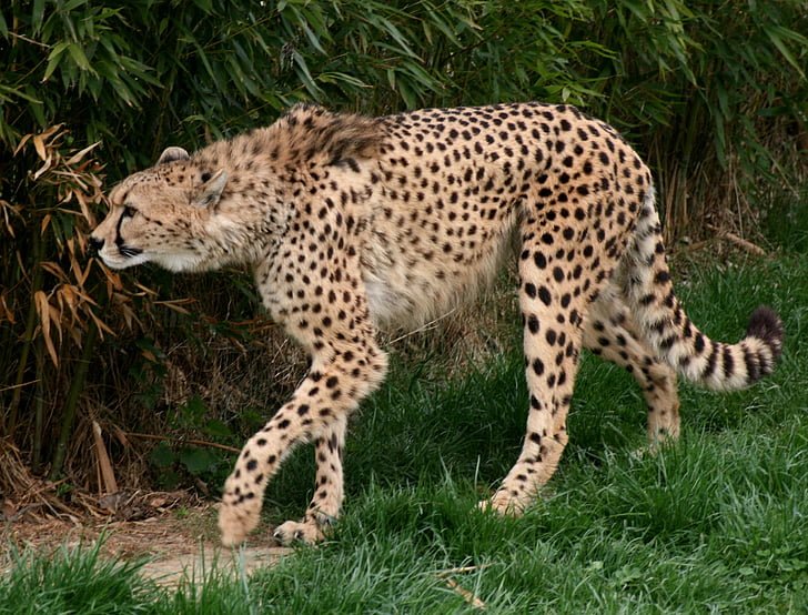 Cheetah standing on grass