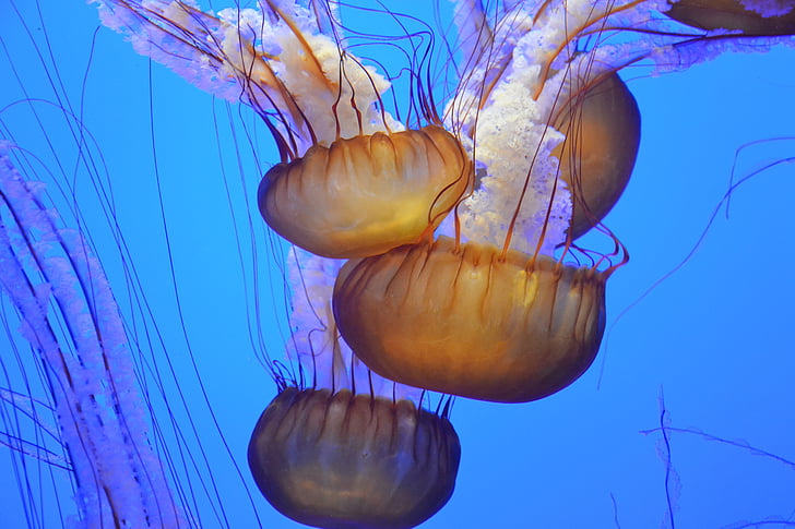 underwater white jellyfish