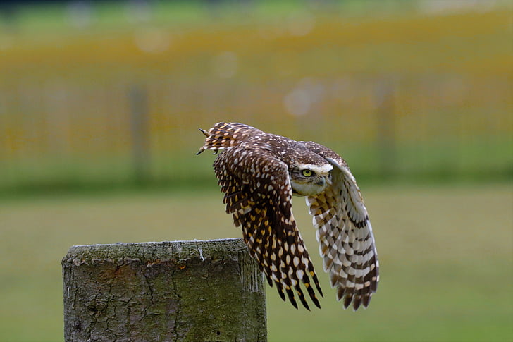 flying brown barn owl