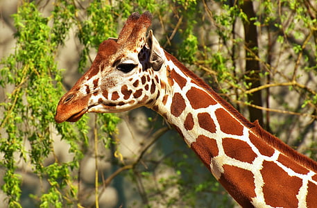 closeup photo of giraffe head beside tree